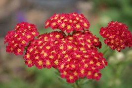 Bloomys 1000 Seeds Red Yarrow Flower Seed Milfoil Perennial Native Wildf... - £8.10 GBP