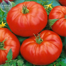 100 Seeds Beefmaster Tomato Giant Tasty Edible Sweet Vegetables Fresh Seeds for  - £9.01 GBP