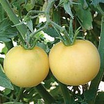 USA SELLER Garden Peach Tomato Yellow Seeds Fast Shipping - £7.31 GBP