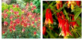 600 Seeds Columbine EASTERN RED Perennial PartShade Attracts Pollinators  - £21.91 GBP