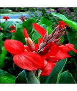FMG 10 Red Canna Lily Indica Seeds Indian S Arrowroot Flowers Fast Grow - $14.54