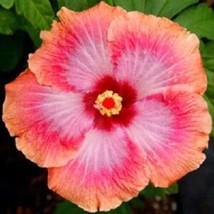 From US 20 Pink Orange Hibiscus Seeds Flowers Flower Seed Perennial Bloom 424 - £8.55 GBP