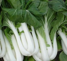 Heirloom Canton Pak Choi Seeds - - Delicious Asian Greensgardening Beautiful USA - £8.56 GBP