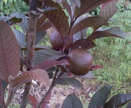 Red Guava (Psidium guajava) Fruit Garden Plant Rare Plant Rare Easy Grow EBLY - £72.99 GBP