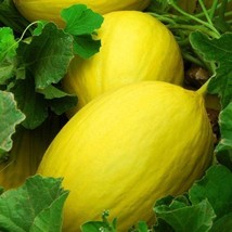 Canary Melon Seeds 25+ Yellow Fruit Cucumis Melo Heirloom NON-GMO - $2.09