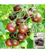 5 Bags Garden Jewels &#39;Purple Pearl&#39; Cherry Tomatoes 100 Seeds - $330.01 MXN