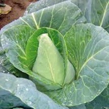 Grow In US Cabbage Seed Early Jersey Wakefield Heirloom Non Gmo 50 Seeds - $9.13