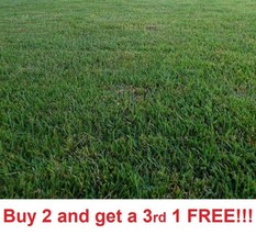 SD Zenith Zoysia Grass 5000 Seeds Starter Kit Fast Grow - $494.51 MXN