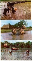 3 Color Postcards Thailand Farmers Planting Rice Paddies Bullock Unposted - $5.00