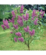Monge Lilac, Syringa vulgaris &#39;Monge&#39; Live Plant - £16.78 GBP