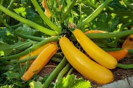 Golden Zucchini Summer Squash Seeds, Goldmine Zucchini, NON-GMO, FREE SH... - $1.67+