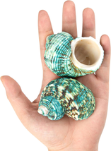 Hermit Crab Shells Medium to Large Natural Crab Shell Turbo Growth Seashells - £7.98 GBP+