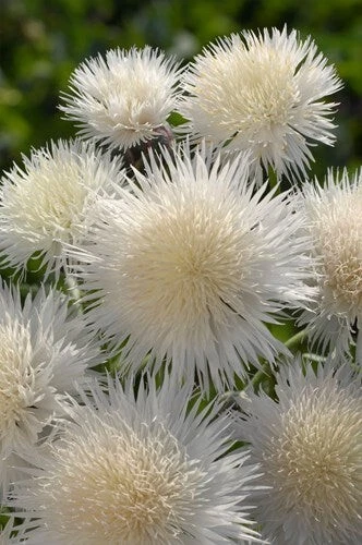 Centaurea Imperialis / Sweet Sultan Live Plants, Well-rooted Plug (The B... - $21.50