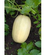 KKG Tivoli Squash Spaghetti Squash Seeds 25 F1 Seeds Mini Spaghetti Squa... - €8,55 EUR KKG Tivoli Squash Spaghetti Squash Seeds 25 F1 Seeds Mini Spaghetti Squa... - €8,55 EUR