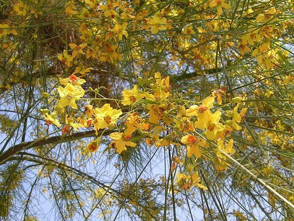 Parkinsonia Aculeata Jerusalem Thorn Shrub 5 seeds Fresh Gardening - $17.96