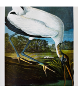 1979 Wood Stork Color Plate Print Audubon Birds Of America Vintage Art F15J - $545.74 MXN