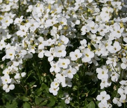 50 Arabis Caucasica White Rock Cress Seeds Perennial Flower Deer Resistant - £14.30 GBP
