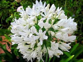 25 Seeds White Lily Of The Nile Agapanthus Orientalis Fast Bloom Heirloom Seeds - £6.44 GBP