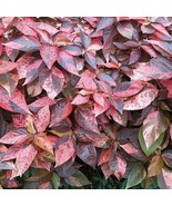 New Fresh Copperleaf &quot;Jacob&#39;s Coat&quot; Plant (Acalypha Wilkesiana) Seeds - $19.66