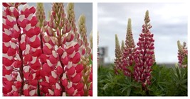 Red White Lupine 50 Seeds Flower Perennial Flowers Hardy Seed - £27.51 GBP