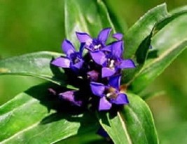 THJAR 50 Cruciata Star Genian Gentiana / Shade-Loving Perennial - $6.74