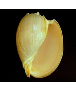 Philippine Melon 10&quot; crowned baler indian volute huge giant exotic shell - $743.83 MXN