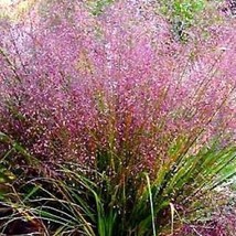 100 Purple Lovegrass Eragrostis Spectabilis Native Love Grass Flower Seeds US Se - £5.81 GBP