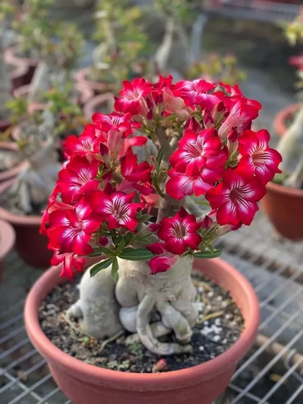 15 Adenium Bonsai Tree Seeds Blooming Desert Rose Easy to Grow Indoors - £12.30 GBP