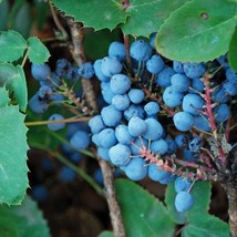 Creeping Oregon Grape Seeds Mahonia Repens Of 10 Seeds New Fresh US Ship... - $89.56 MXN