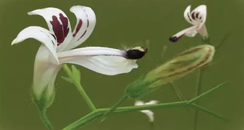 Andrographis Paniculata 50 Seeds Supplement King Of Bitters Chiretta Gar... - $11.80