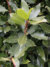 Live Plant Laurus Nobilis Bay Leaf Tree Bay Laurel Sweet Bay Ships In Pot - £25.44 GBP