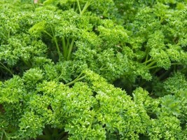 Fresh 400 Forest Green Parsley Seeds Non - Gmo Harvest - $6.86