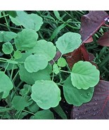 Papalo Porophyllum Ruderale Seeds Garden Fast Shipping - $12.00