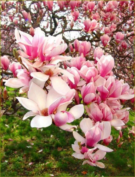 5 Light Pink White Magnolia Seeds Lily Flower Tree Fragrant Seed 126 Fresh - £8.60 GBP