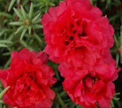 VP Moss Rose Red (Portulaca Grandiflora) Flower 300+ Fresh Pure Seeds - $7.98