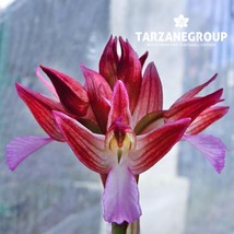 ANACAMPTIS PAPILIONACEA “PINK BUTTERFLY ORCHID” EUROPEAN TERRESTRIALORCH... - $27.00