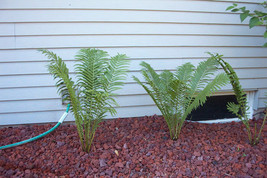 Tennessee Ostrich-Glade fern 5 rhizome bare root - $7.95