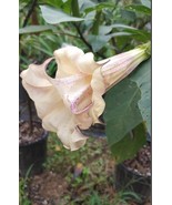 New Fresh 10 Box Of Chocolate Angel Trumpet Seeds Flowers Flower Brugman... - $12.22 CAD