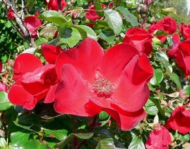 BStore 30 Seeds Japanese Red Rose Bush Rosa Rugosa Rubra Rugrose Fragrant Flower - £7.47 GBP