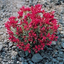 GUNEL Purslane Rock Calandrinia Umbelleta 100 Seeds - $8.00