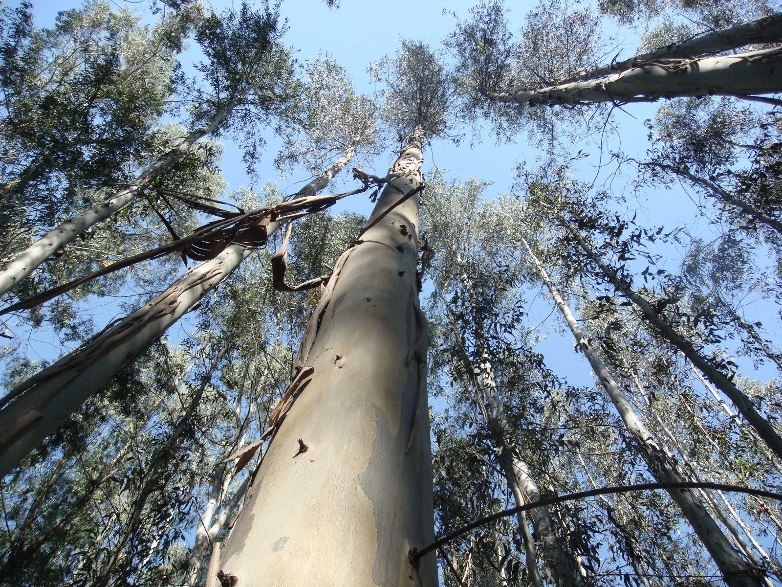 Eucalyptus Nitens Cold Hardy 5 seeds Fresh Gardening - $17.96