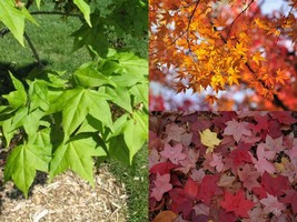 Variety Size Seeds Painted Maple Acer truncatum mono Acer pictum Tree Seeds - £13.50 GBP+