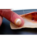 Gorgeous Peach Apricot Iridescent Genuine Japanese Kasumi Cultured AA+ P... - $148.17 CAD