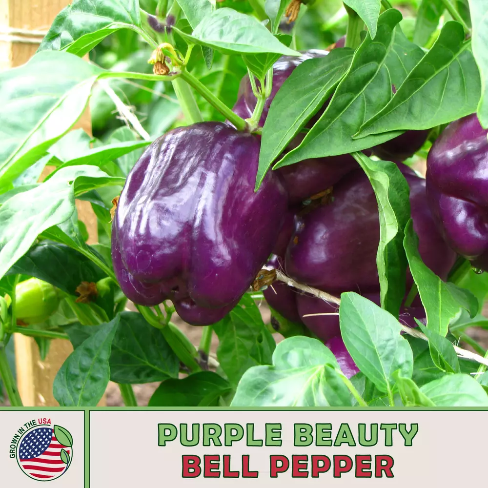 50 Purple Beauty Bell Pepper best Seedss Non-GMO Heirloom - £3.49 GBP