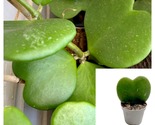 Hoya Kerrii Green Plant 4Inches Pot Sweetheart Hoya Valentine Wax Live P... - £30.58 GBP