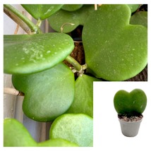 Hoya Kerrii Green Plant 4Inches Pot Sweetheart Hoya Valentine Wax Live P... - $38.93