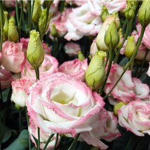 20 Pink Picotee Lisianthus Seeds Annual Great Cut Flower Long Lasting - £14.13 GBP
