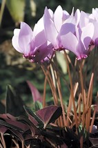 12 Seeds Cyprus Cyclamen Hederifolium - $9.82