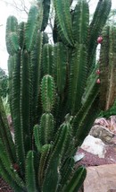 Cereus Hildmannianus Hedge Cactus Zone 8B Fresh Seeds - £14.87 GBP