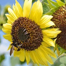 Fresh Sunflower Lemon Queen Seeds Fast Shipping - $4.22